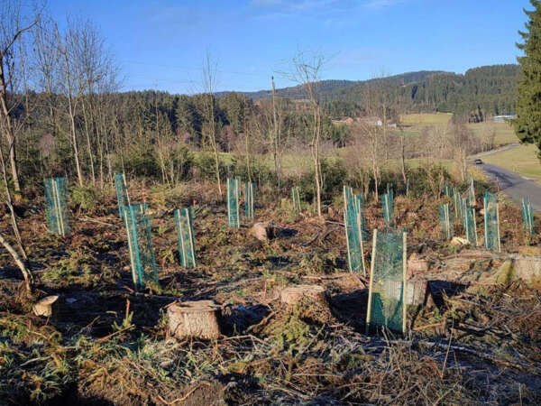 Frisch aufgeforstete Waldfläche