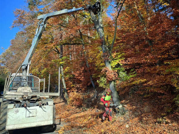 Herbstlicher Wald