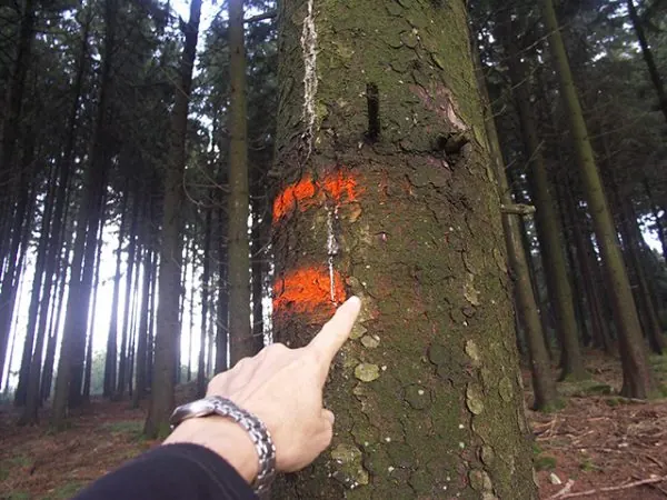 Persönliche Beratung im Wald