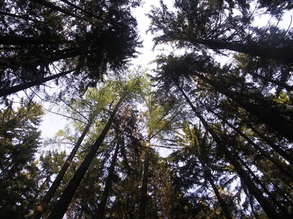 Forstprofi bei der Bestandsaufnahme im Wald