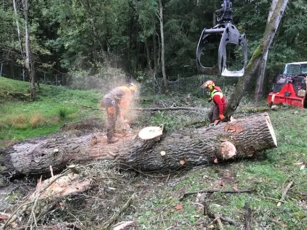 Schlägerung von Bäumen im Wald